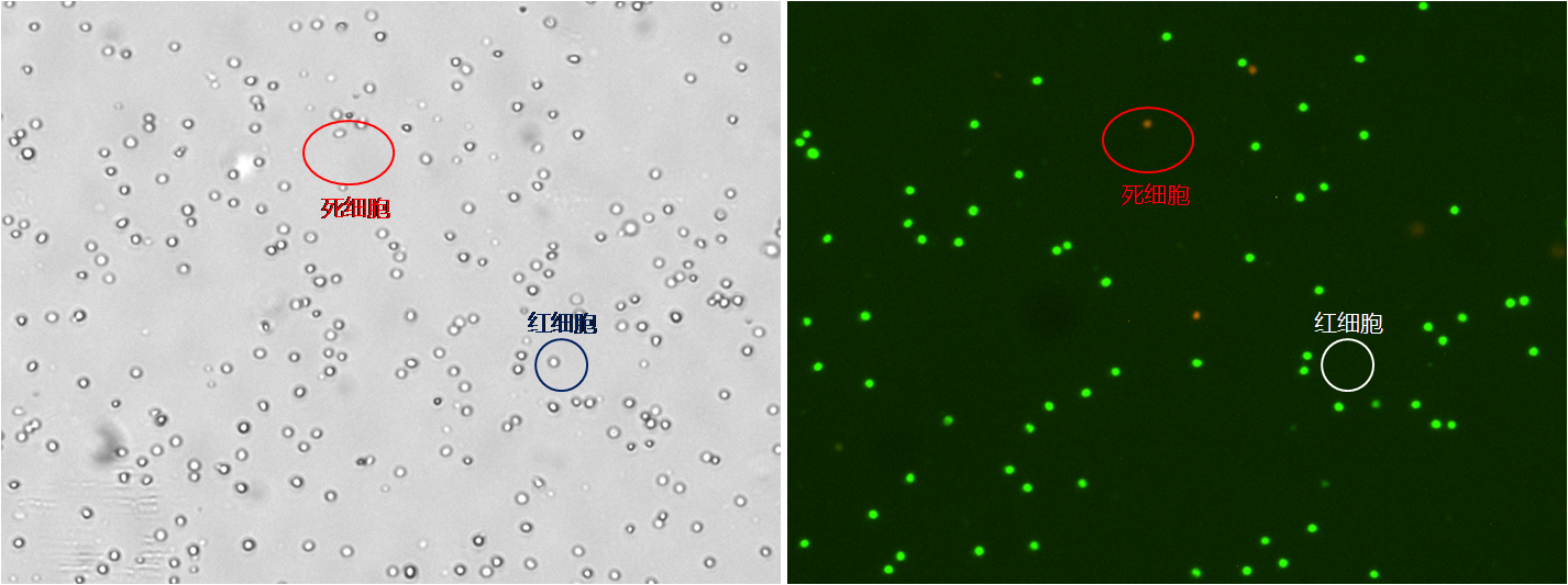 splenocyte.png splenocyte.png